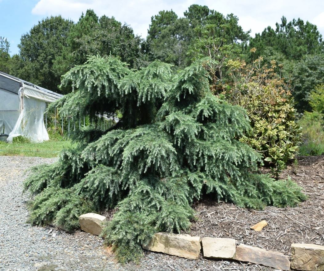 Cedrus deodara 'Feelin Blue'